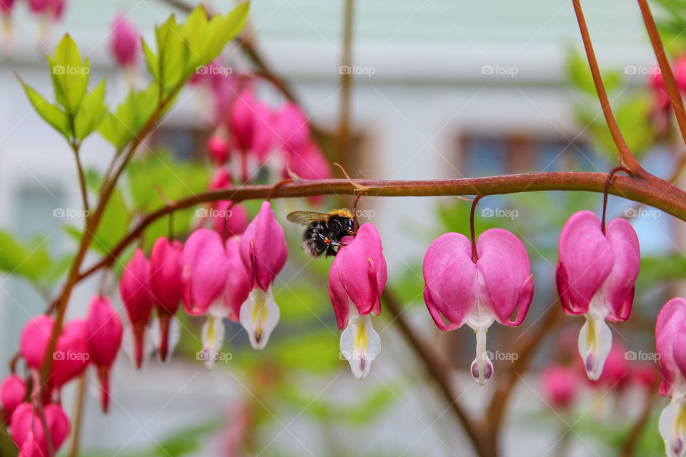 spring flowers