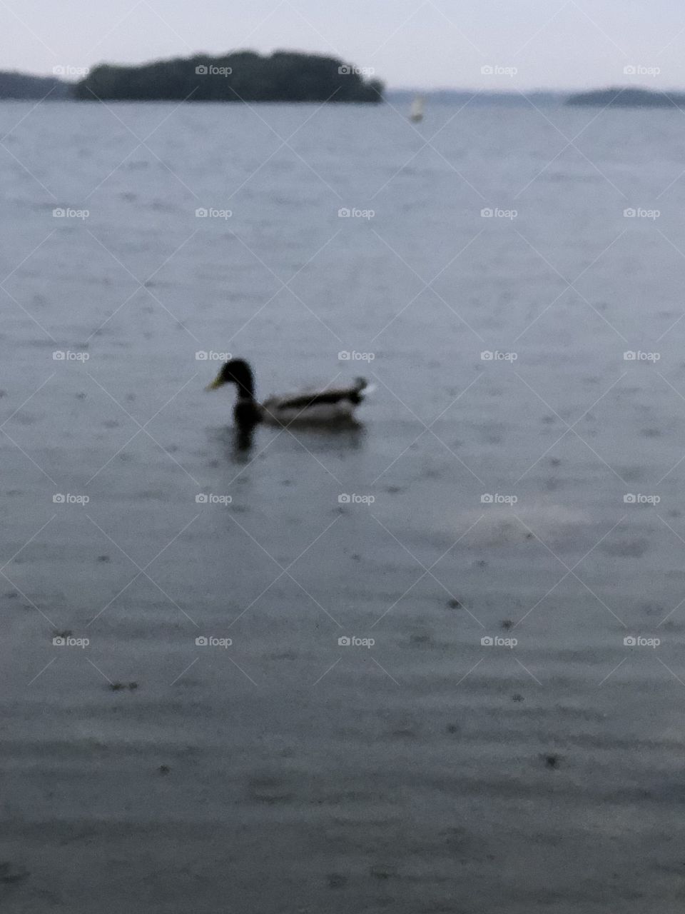 Duck in the lake on a rainy day 
