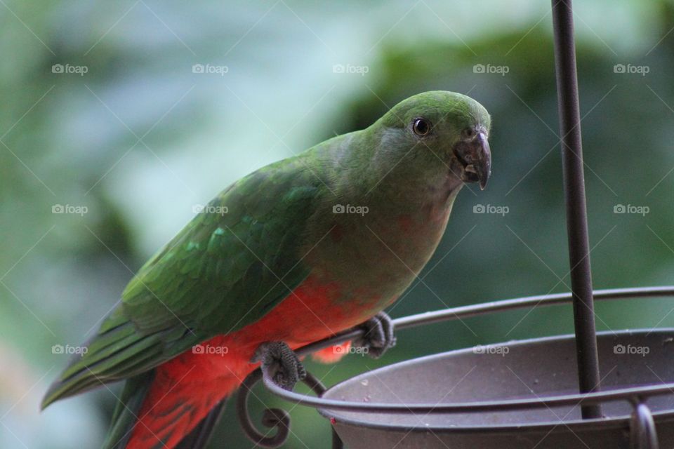 Female King Parrot