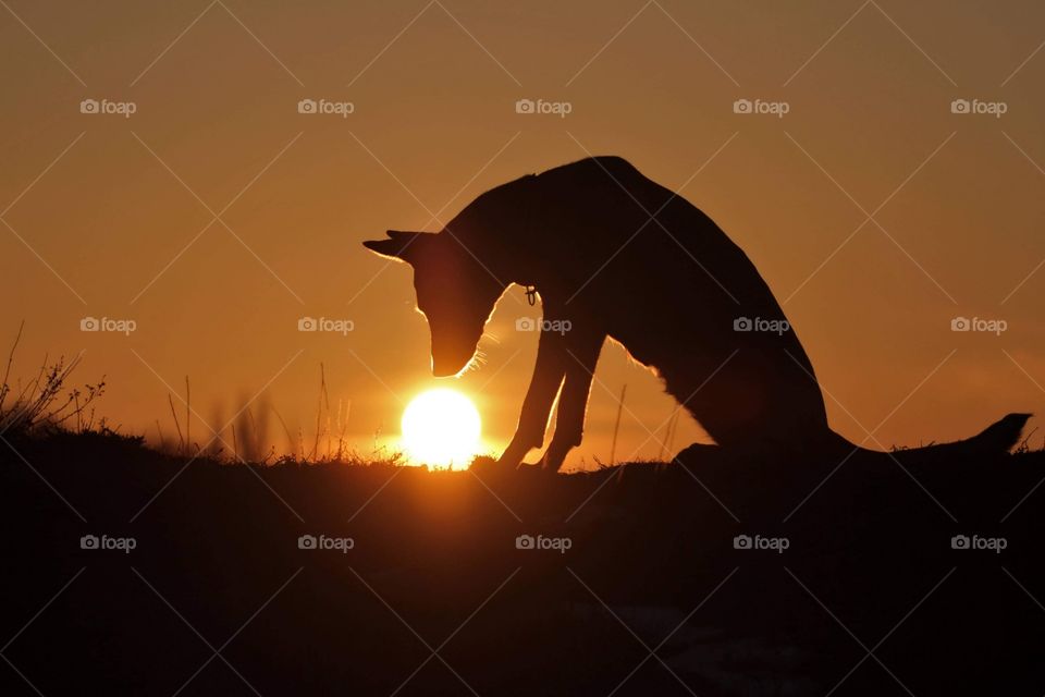 Belgian shepherd malinois dog and sun