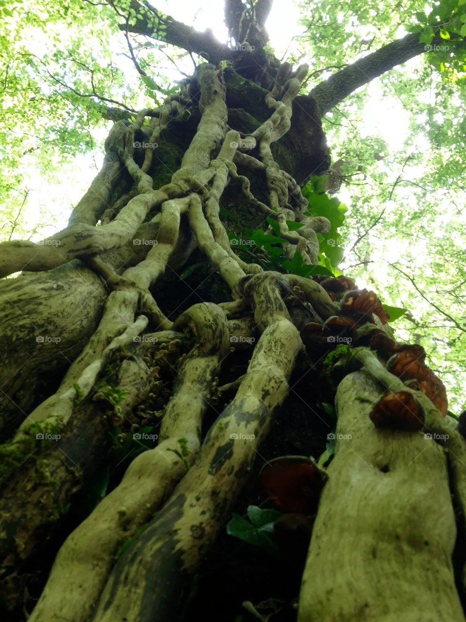 Roots