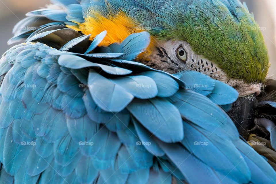 The macaw's expressive eyes and lively behavior might also convey a sense of curiosity and intelligence. Its presence in a lush, natural setting can create a serene and enchanting atmosphere, making observers feel connected to the beauty of nature.