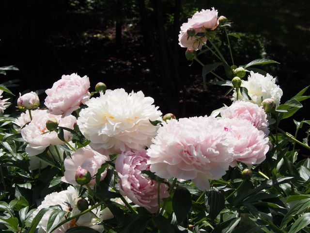 Peonies