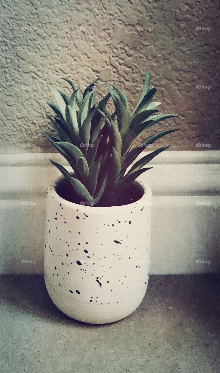 A beautiful display of a vibrant, natural green succulent used as home Decore. USA , America