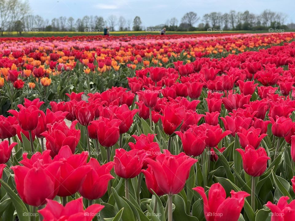 Tulips