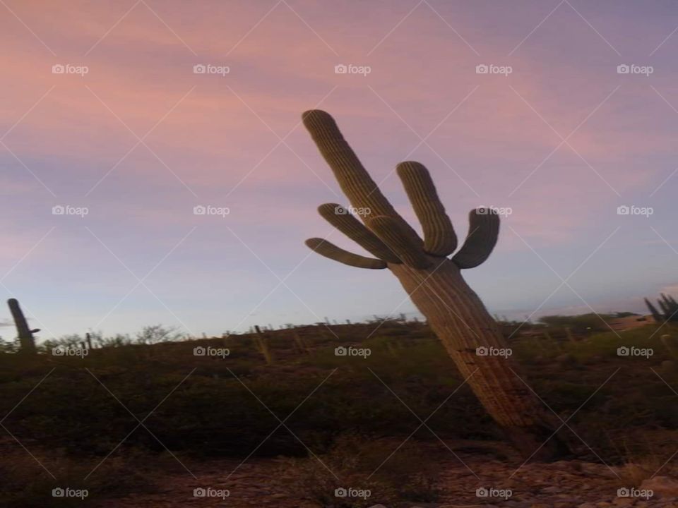 pink desert 🌵