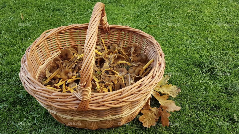 Fall, trumpet chanterelles mushrooms in a basket - höst, trattkantareller i korg 