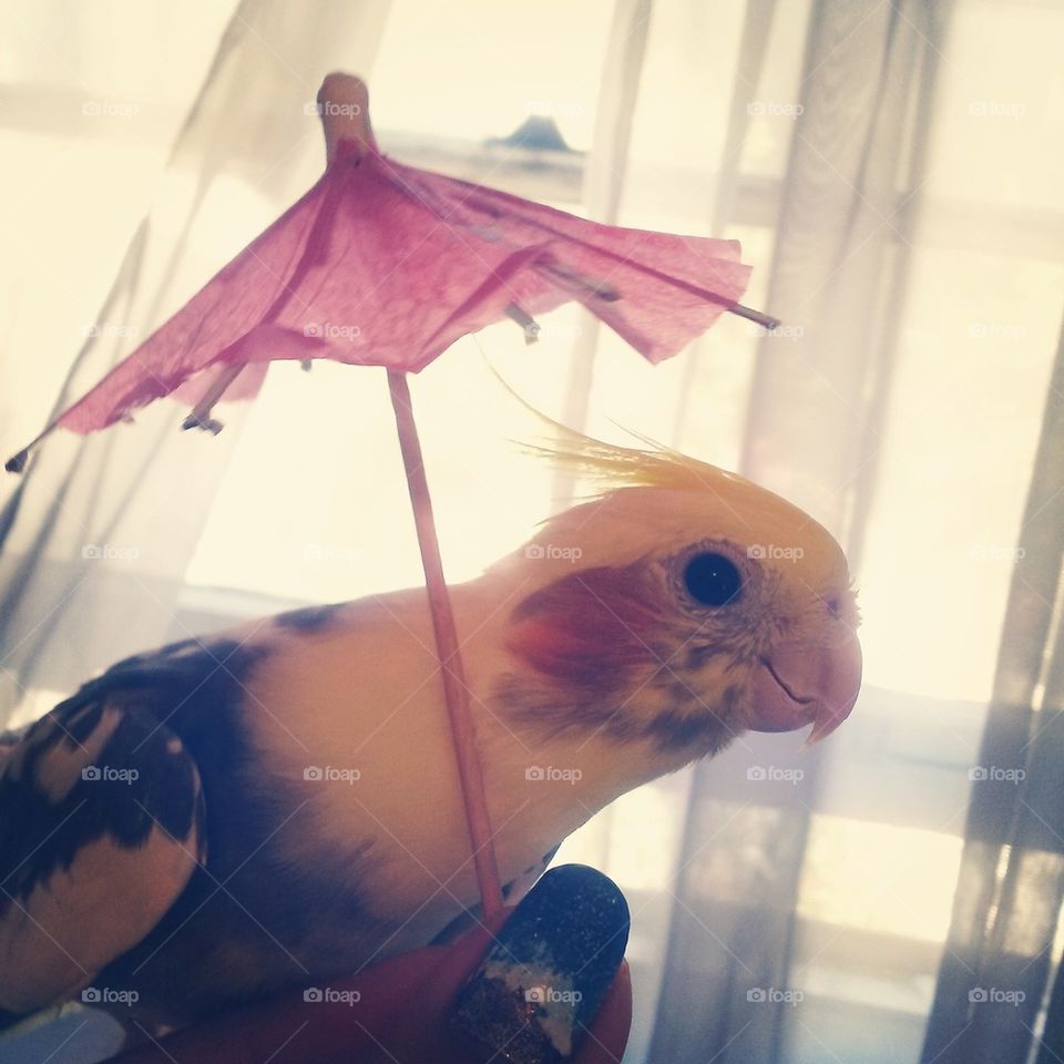 hates her new umbrella