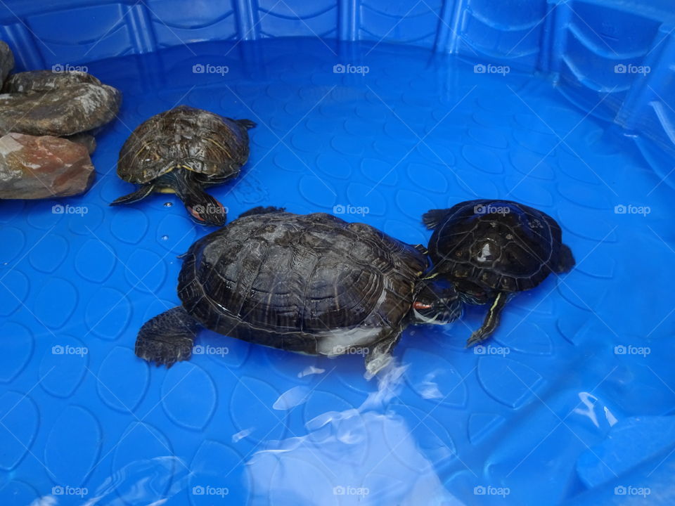 Mom's  turtles