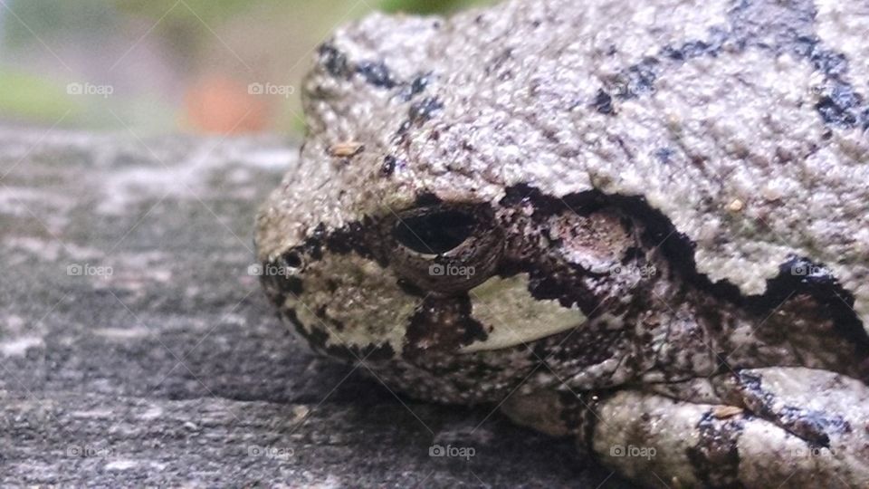 camofrog