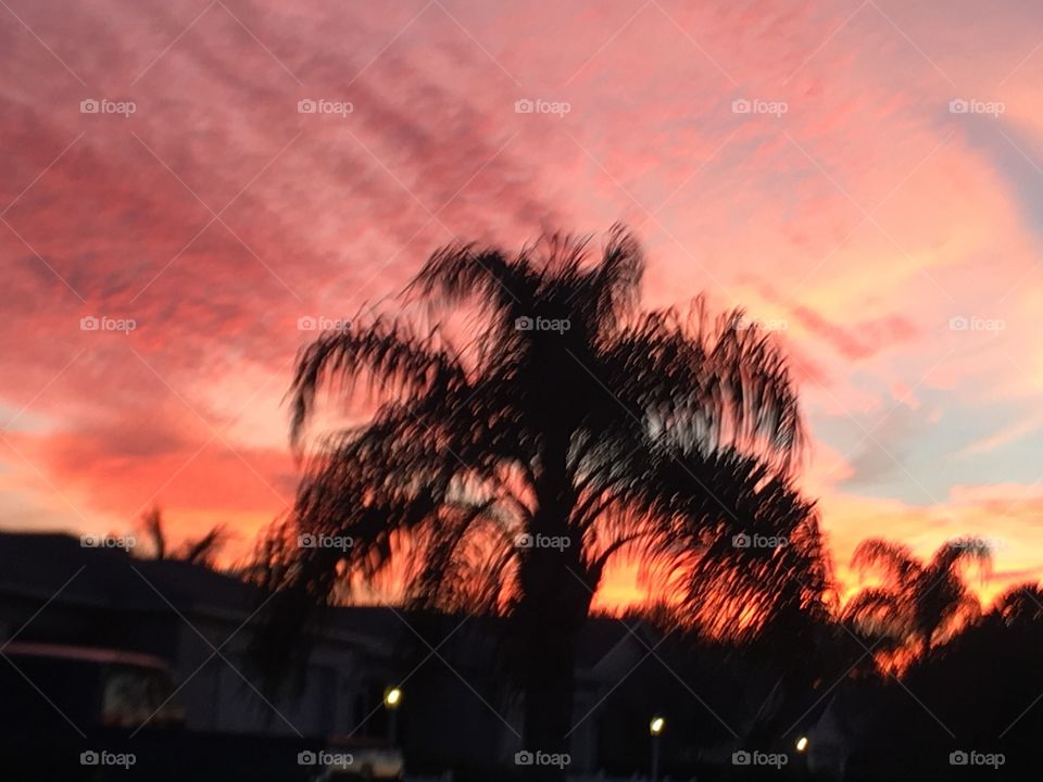Palm tree silhouette against blazing red Florida winter sunset