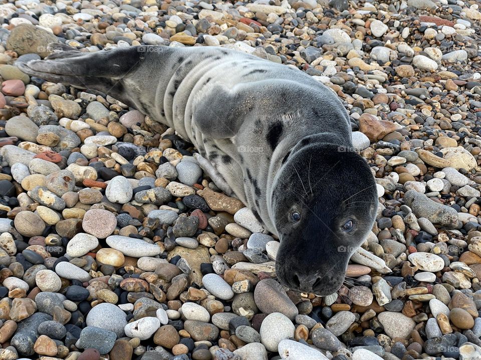 Little seal pup having a rest from the freezing cold sea and bracing wind although today it was a beautiful blue sky January day 💙 ❄️