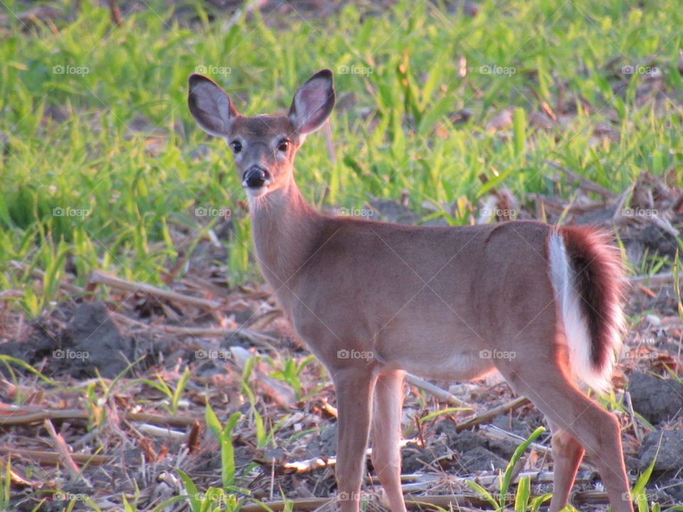 “Doe, a deer. A female deer”