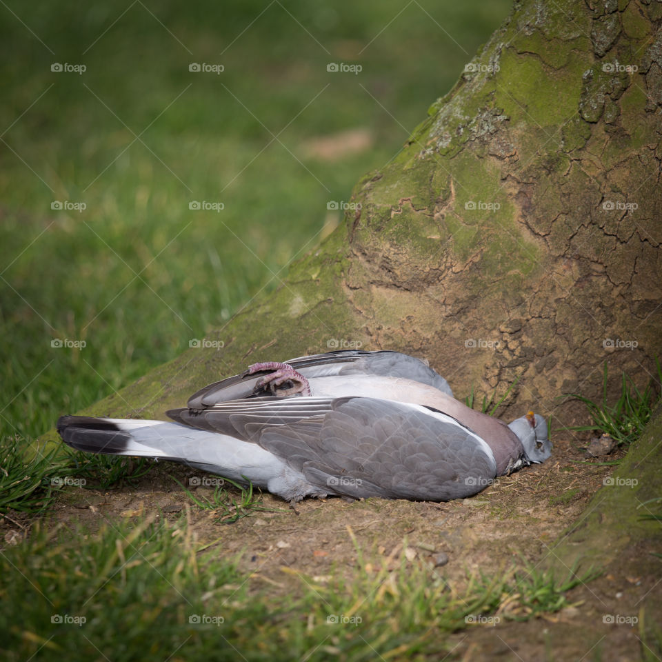 Nature, Bird, No Person, Wildlife, Outdoors