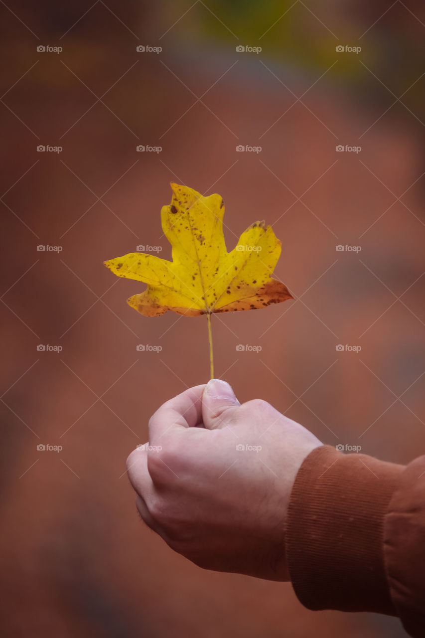 Autumn leaf