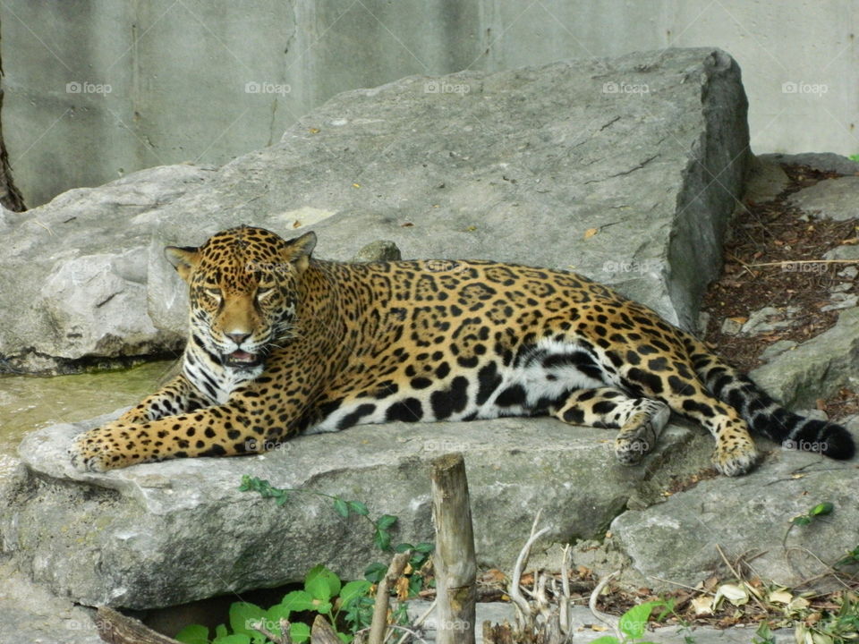 jaguar