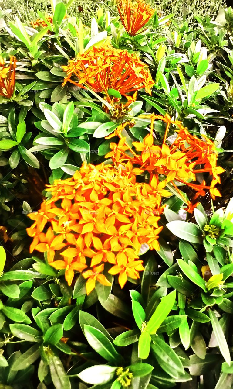 Red Ixora