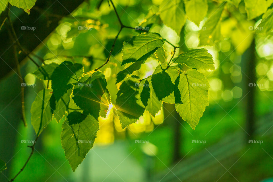 The sun's rays break through the green foliage