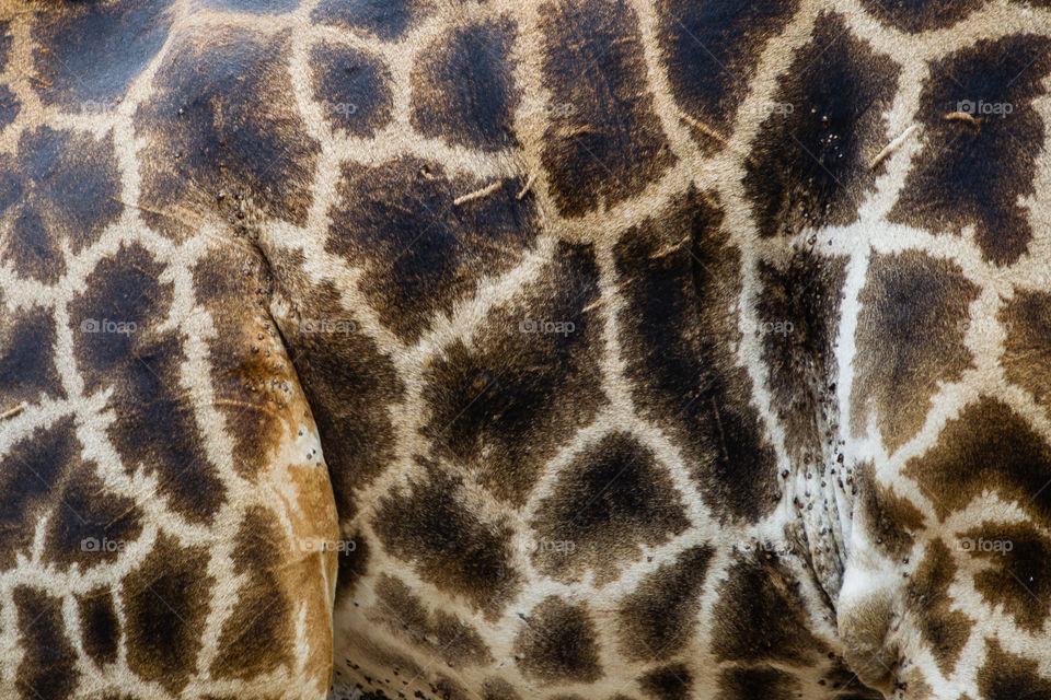 Giraffe skin detail
