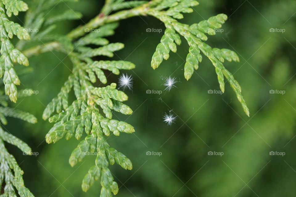 Snow flakes in Summer