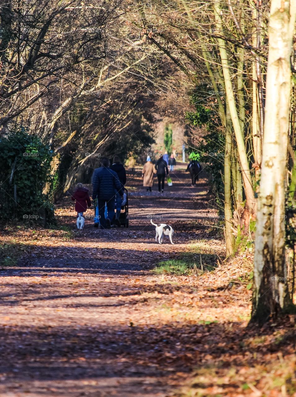 Winter walk