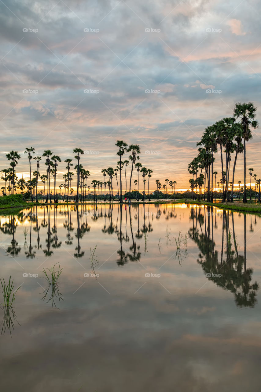 Tourist see sunrise with cloudy background  above the palm trees with reflection in puddle