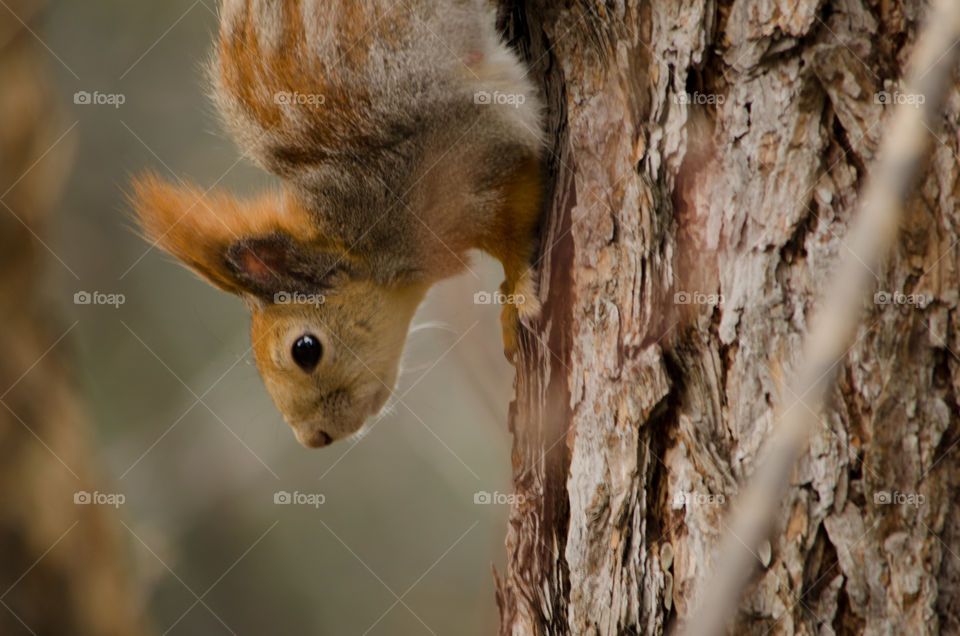 Squirrel on tree trunk