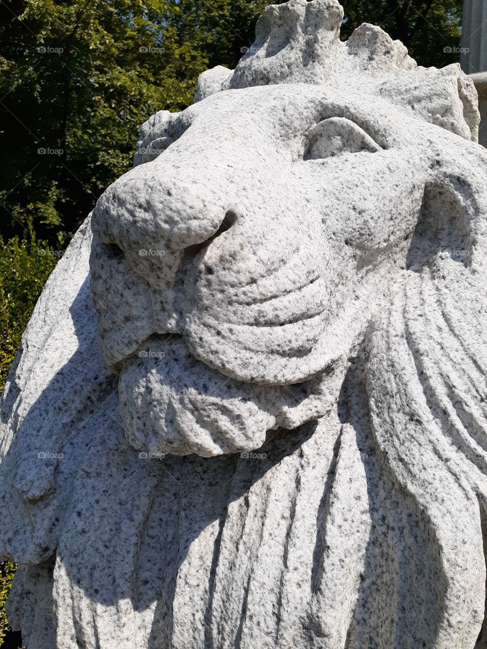 Stone Lion Face