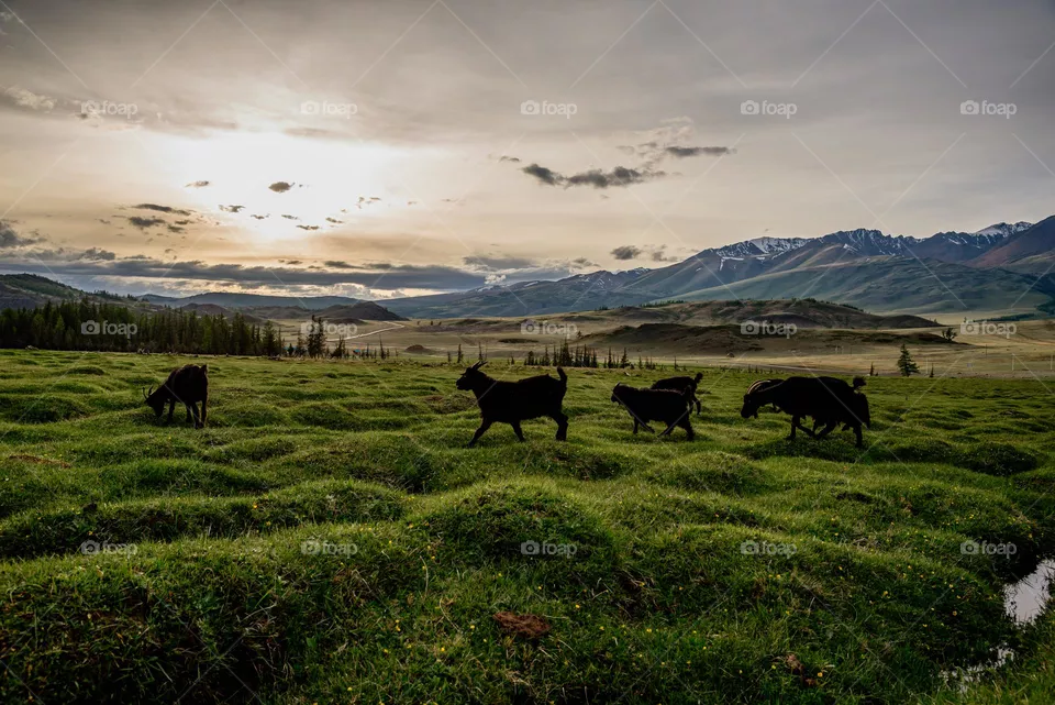 Black goats walk on a green hilly field against the backdrop of snowy mountains at sunset