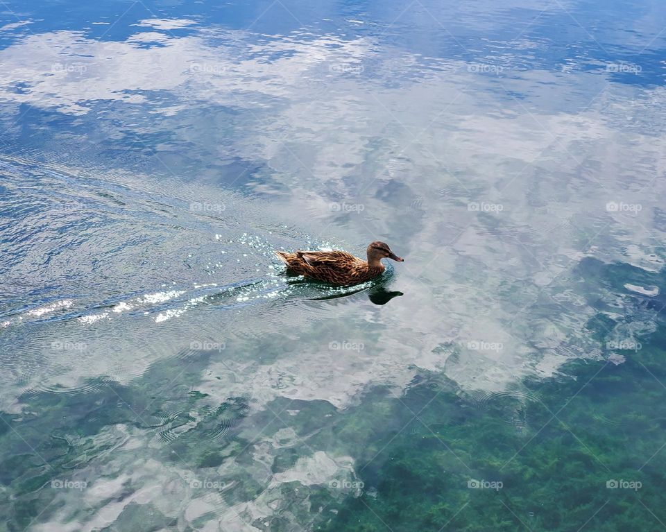 Duck Swimming in Cloud Reflections