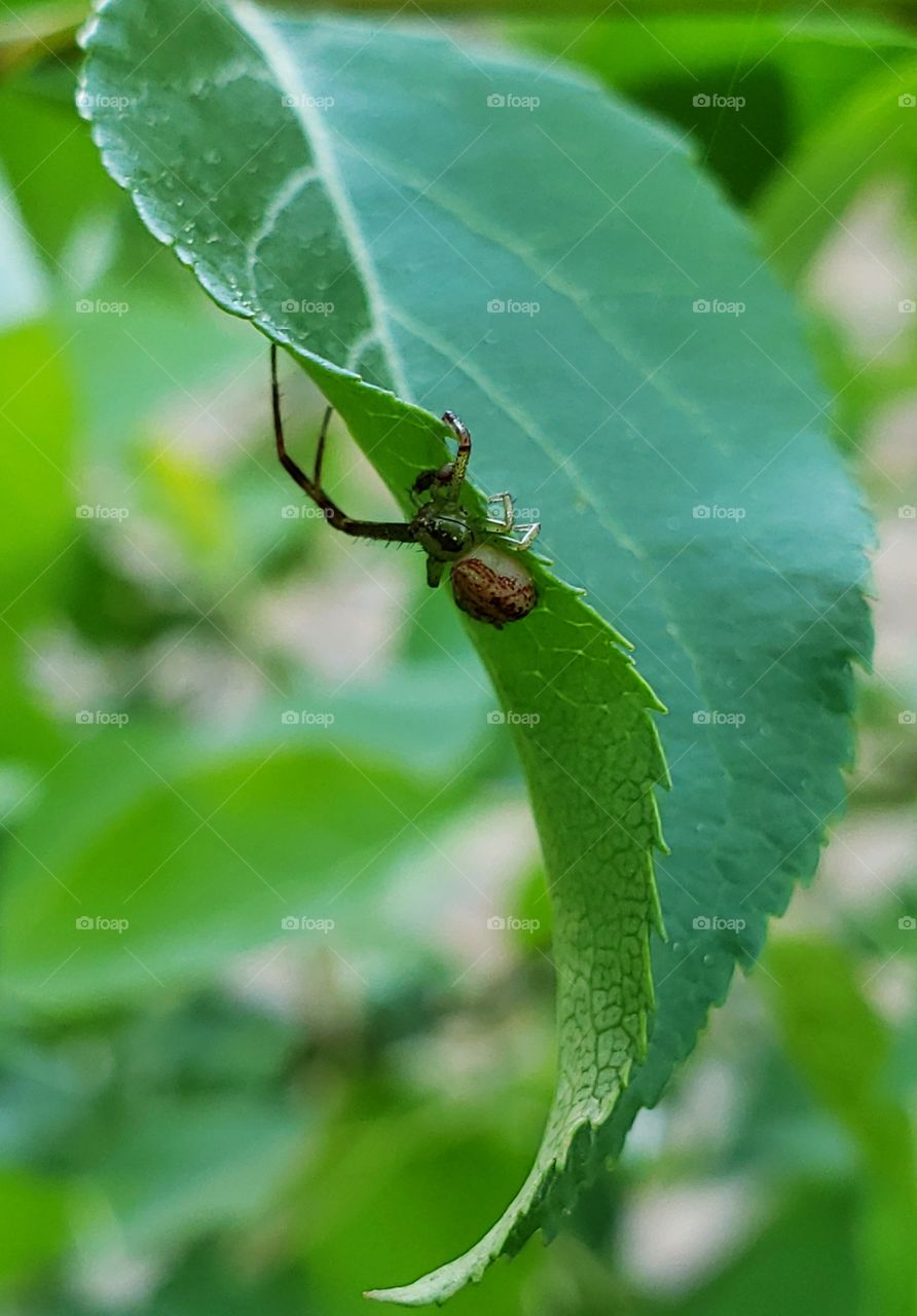 Slider hanging on lead