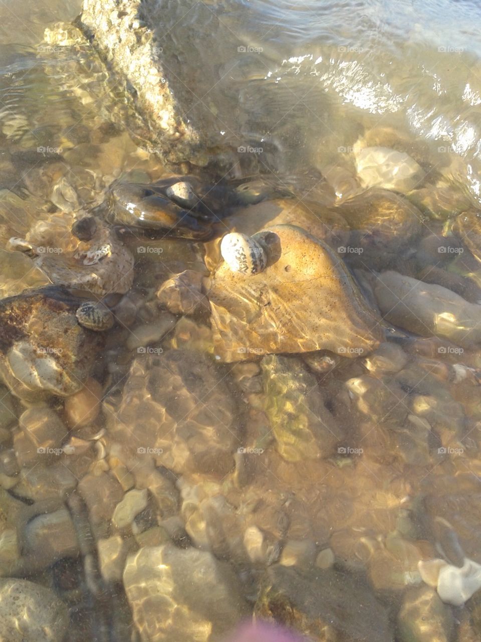 Caracol and rock by the beach