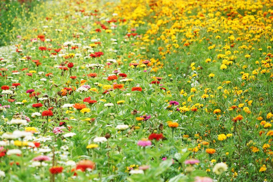 Vibrant California Wildflowers