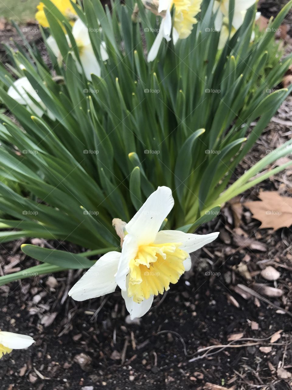 First of the daffodils 