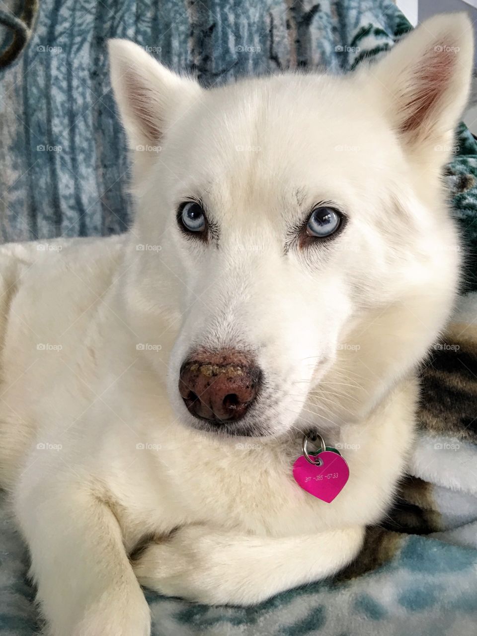 Dog sitting on sofa