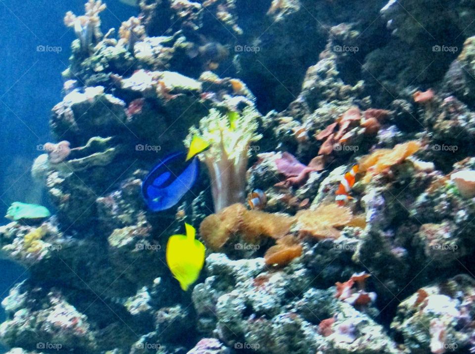 Nemo and Dori in real life
