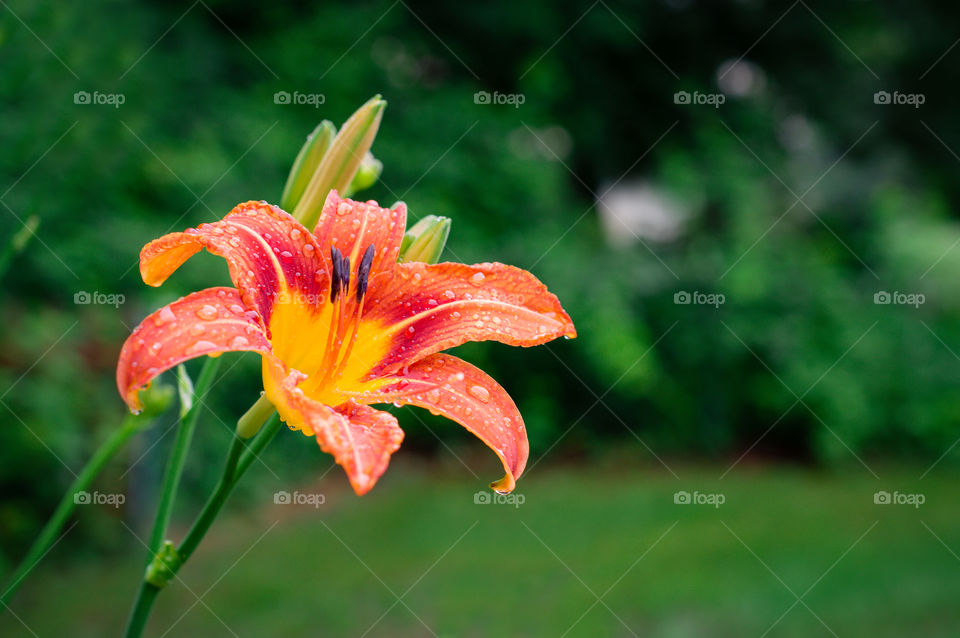 Orange Ditch Lily