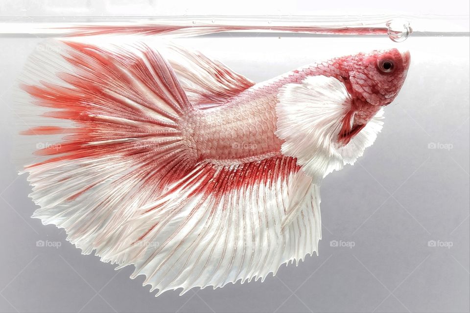 beautiful shapes of betta fish