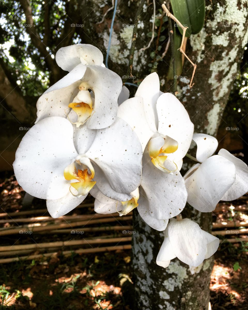#Orquídeas do jardim, cuidadas com muito zelo!
🌱
#Jardinagem é nosso #hobby
