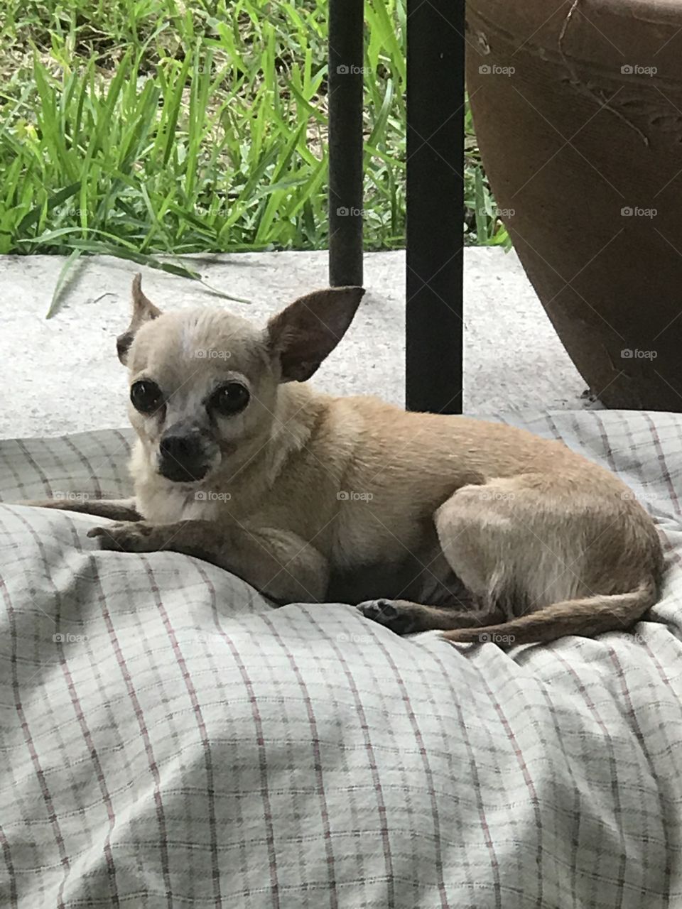 Chihuahua 