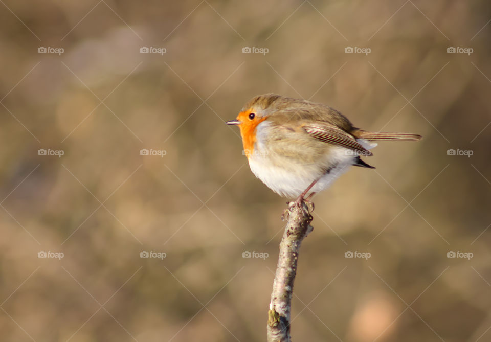 Robin on a small branch