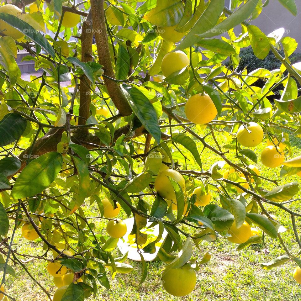 Lemon tree