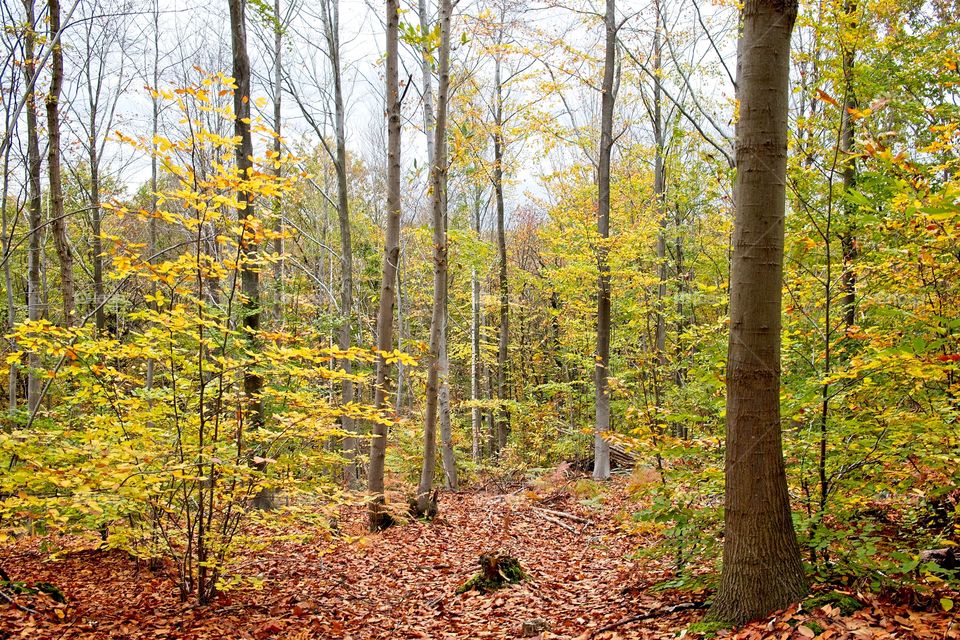 autumn tree in the park