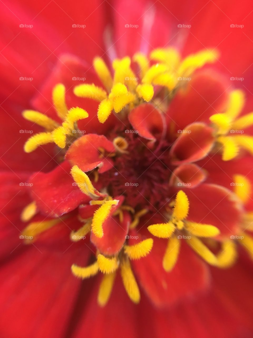 Zinnia closeup