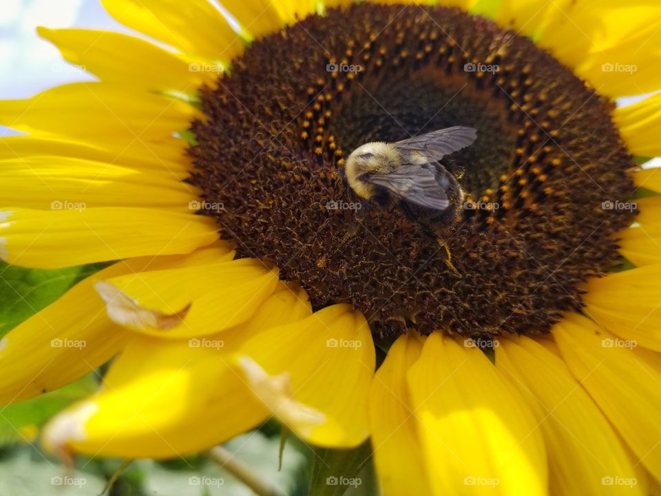 Bee on a sunflower