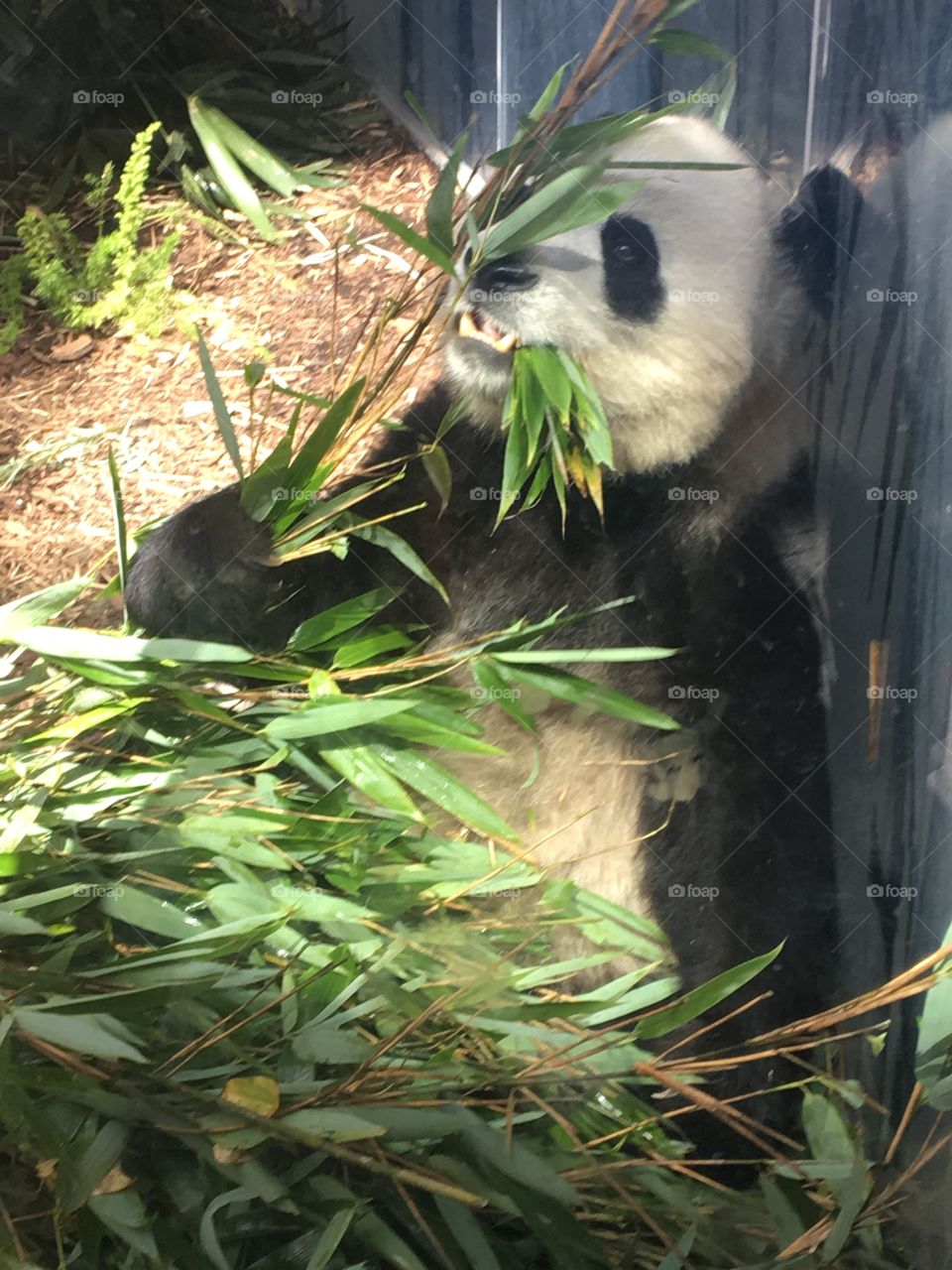 Panda feasting on bamboo at the zoo. 