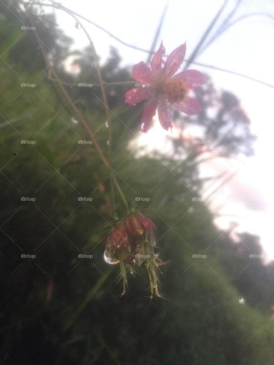 Flower with water drops 