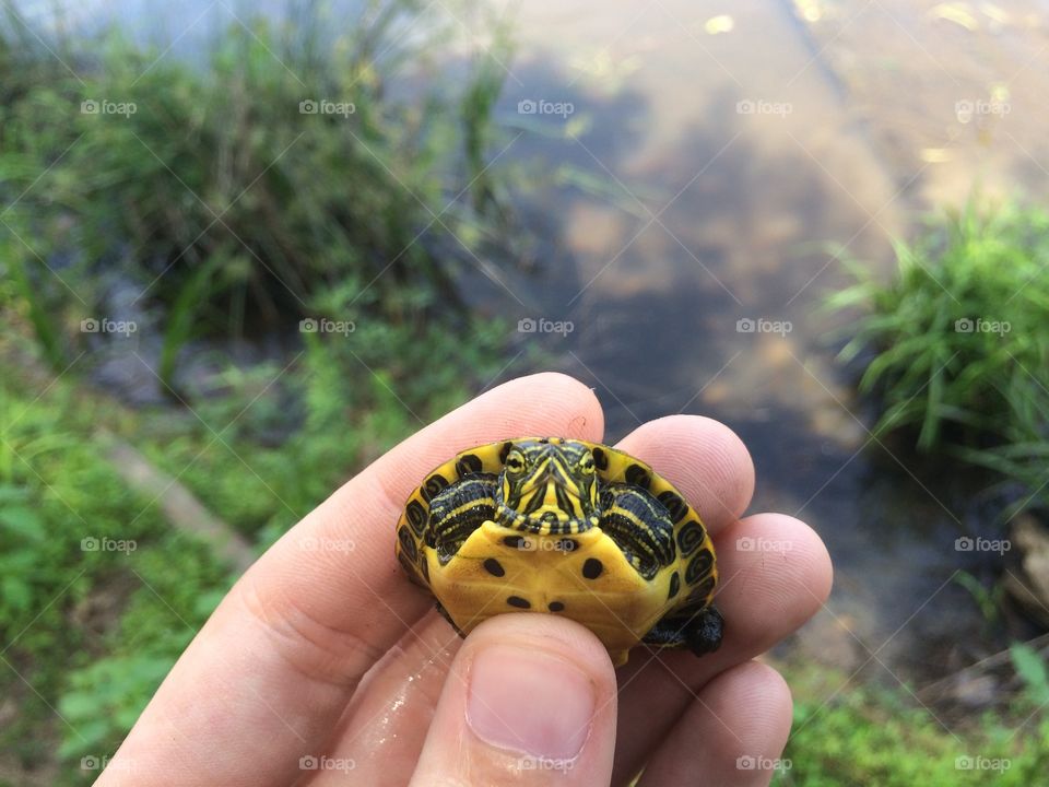 Baby turtle