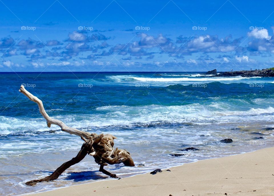 Driftwood on the beach 