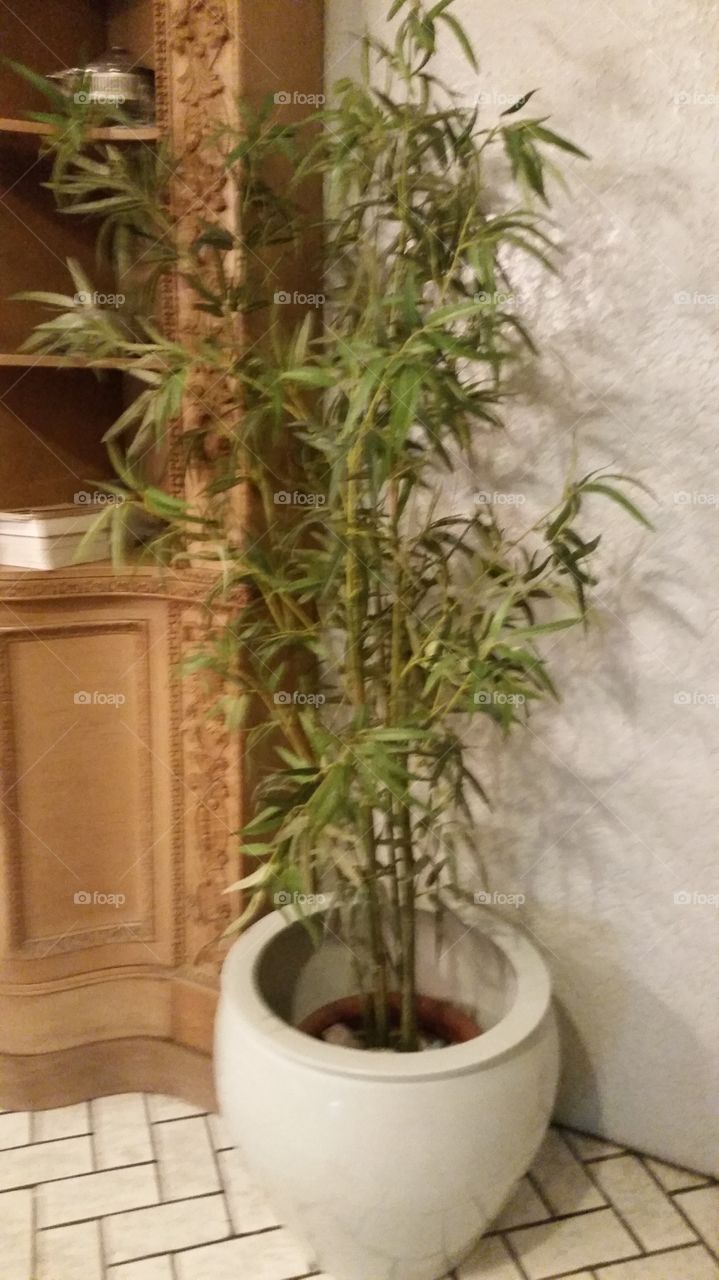 plant